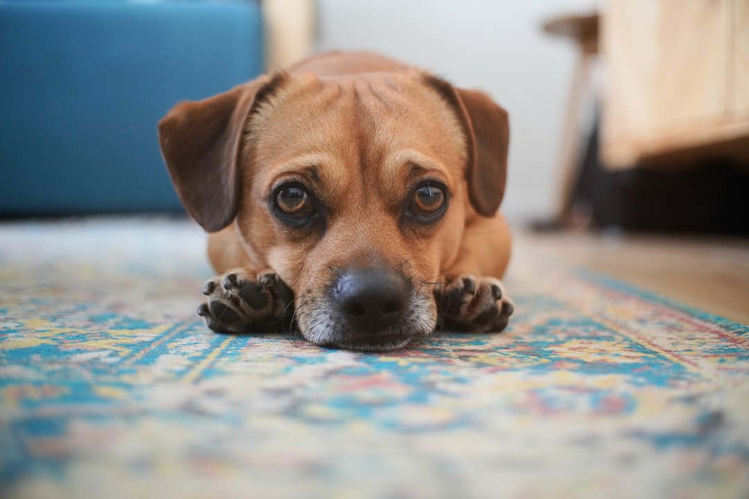 Dog resting on a patterned rug